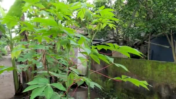 Een Brok Cassave Planten Die Groeien Een Tuin Zonder Onderhoud — Stockvideo