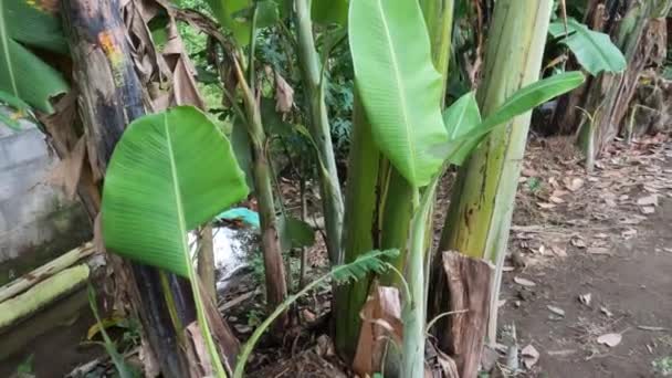 Ein Büschel Bananenbäume Die Einem Garten Wachsen Der Nicht Gepflegt — Stockvideo