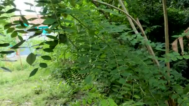Bahçede Büyüyen Bir Grup Gliricidia Bitkisi Endonezya Nın Kırsal Kesimlerinde — Stok video