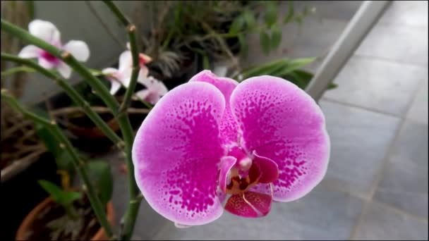 Orchid Flowers Blooming Combination White Purple Planted Pots Placed Terrace — Stock Video