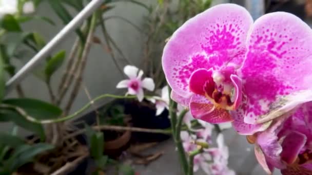 Flores Orquídea Que Están Floreciendo Son Una Combinación Blanco Púrpura — Vídeos de Stock