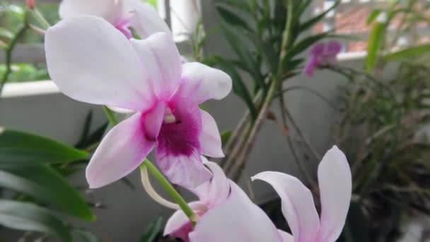 Orchidea Virágok Amelyek Virágoznak Kombinációja Fehér Lila Ültetett Edények Teraszon — Stock videók