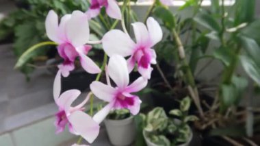 Çiçek açan orkide çiçekleri, evin terasındaki saksılara yerleştirilmiş beyaz ve mor çiçeklerin bir kombinasyonudur.
