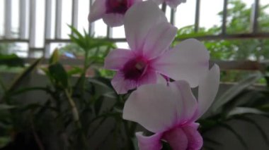 Çiçek açan orkide çiçekleri, evin terasındaki saksılara yerleştirilmiş beyaz ve mor çiçeklerin bir kombinasyonudur.