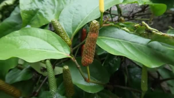 Pipper Retrofractuur Planten Jonge Javaanse Pepers Zijn Groen Terwijl Oude — Stockvideo