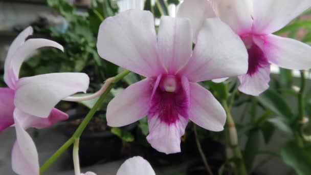 盛开的兰花是白色和紫色的结合 种植在房子的阳台上的花盆里 — 图库视频影像