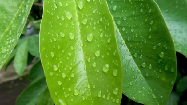 Die Blätter Der Sauerampferpflanze Sind Grün Die Noch Feucht Sind — Stockvideo