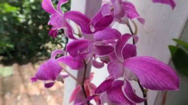 Çiçek açan orkide çiçekleri, evin terasındaki saksılara yerleştirilmiş beyaz ve mor çiçeklerin bir kombinasyonudur.