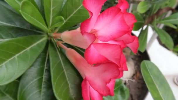 Die Blüten Der Adenium Pflanze Sind Rosa Und Weiß Wachsen — Stockvideo