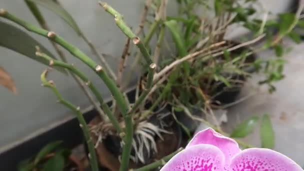 Orchideenblumen, die blühen, sind eine Kombination aus weiß und lila, gepflanzt in Töpfen auf der Terrasse des Hauses