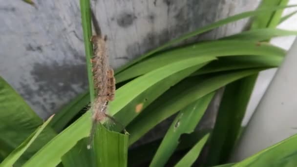 Brown Caterpillar Eating Green Leaf Yellow Iris Plant Butterfly Life — Stock Video