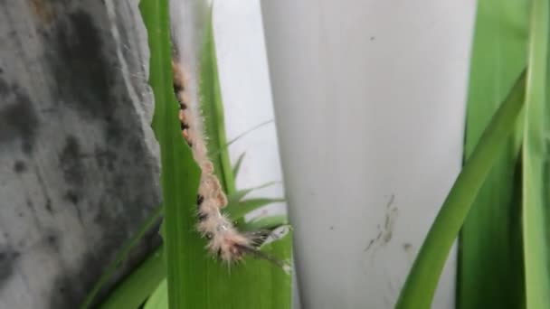 Una Oruga Marrón Comiendo Una Hoja Verde Una Planta Iris — Vídeo de stock