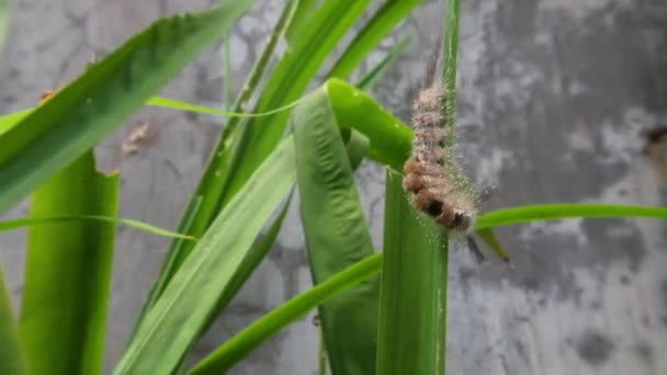 Brown Caterpillar Eating Green Leaf Yellow Iris Plant Butterfly Life — Stock Video