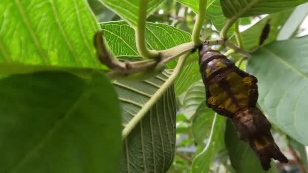 Een Bruine Cocon Hangt Aan Een Groene Guavaboom Tak Levenscyclus — Stockvideo