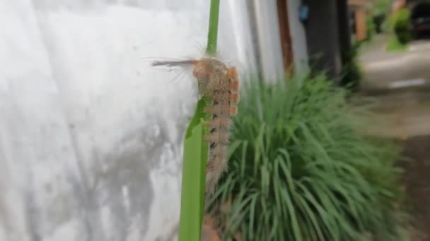 Brun Larv Äter Ett Grönt Blad Gul Iris Växt Fjäril — Stockvideo