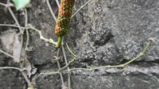 Pipper Retrofractum Owoce Lub Stare Chili Bali Zielony Kolor Który — Wideo stockowe