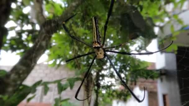 Die Spinne Baut Ein Nest Zwischen Den Blättern Hat Eine — Stockvideo