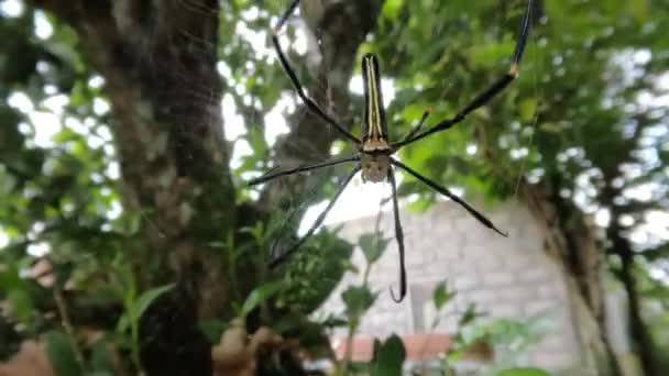 Αράχνη Φτιάχνει Μια Φωλιά Ανάμεσα Στα Φύλλα Έχει Ένα Πράσινο — Αρχείο Βίντεο