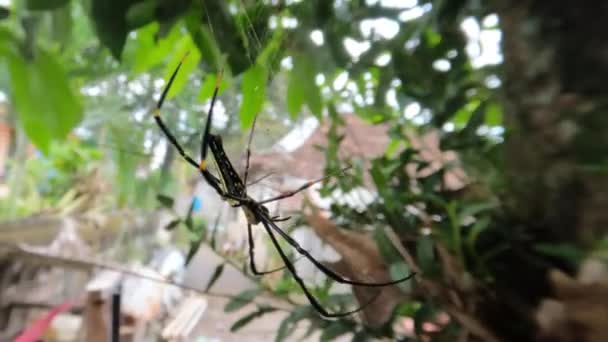 蜘蛛在树叶间筑巢 在风中摇曳 — 图库视频影像