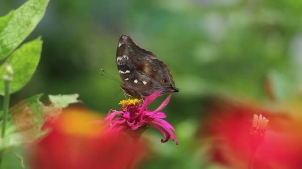 Kahverengi Siyah Beyaz Kombinasyonlu Bir Kelebek Kırmızı Yapraklı Sarı Çitli — Stok video