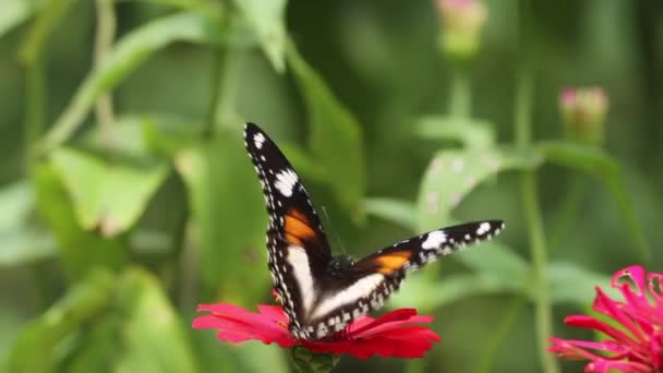 Motyl Połączeniu Brązu Czerni Bieli Poszukuje Miodu Kwiatku Cynku Czerwonymi — Wideo stockowe