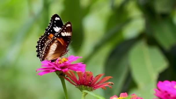 一只由褐色 黑色和白色混合组成的蝴蝶 在一朵红色花瓣和黄色雌蕊的紫丁香花上寻找蜂蜜 这是自然界的日常生活 — 图库视频影像