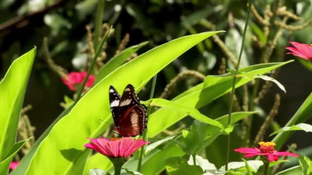 Butterfly Combination Brown Black White Looking Honey Zinnia Flower Red — Stock Video