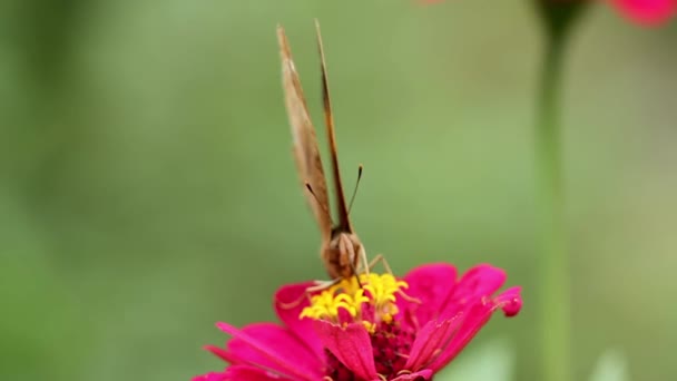 Brown Butterfly Looking Honey Zinnia Flower Red Petals Yellow Pistils — Stock Video