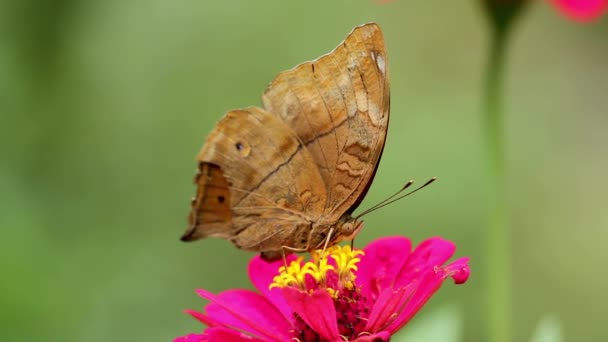 Hnědý Motýl Hledající Med Zinečnatém Květu Červenými Okvětními Lístky Žlutými — Stock video