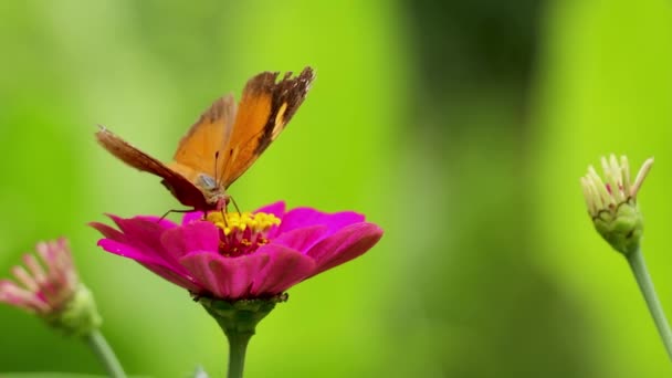 Motýl Kombinaci Žluté Hnědé Hledají Med Zinkové Květy Červenými Okvětními — Stock video