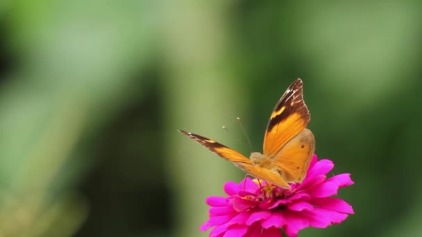 蝴蝶一种由黄色和棕色混合在一起的蝴蝶 在金银花上寻找蜂蜜 上面有红色的花瓣和黄色的雌蕊 在自然界中的日常生活 — 图库视频影像