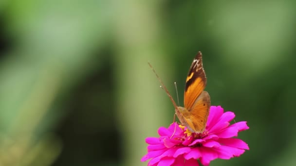 Una Farfalla Una Combinazione Giallo Marrone Alla Ricerca Miele Fiore — Video Stock