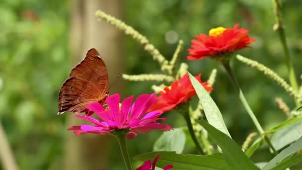 Brązowy Motyl Szukający Miodu Kwiatku Cynku Czerwonymi Płatkami Żółtymi Tłokami — Wideo stockowe