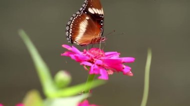 Siyah, kahverengi ve beyaz renkli kelebek kombinasyonu kırmızı zinnia çiçeğinde bal arıyor, bulanık yeşil yapraklar arka planda