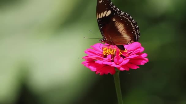Πολύχρωμος Συνδυασμός Πεταλούδας Μαύρου Καφέ Και Λευκού Που Ψάχνει Για — Αρχείο Βίντεο
