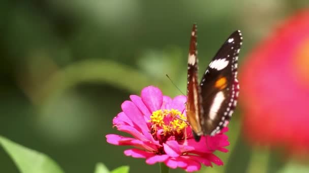 Цветные Бабочки Сочетание Черного Коричневого Белого Ищет Мед Красный Цветок — стоковое видео