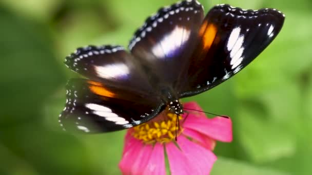 Цветные Бабочки Сочетание Черного Коричневого Белого Ищет Мед Красный Цветок — стоковое видео