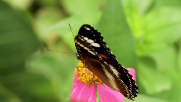 Kolorowe Połączenie Motyli Czarny Brązowy Biały Szuka Miodu Czerwonym Kwiat — Wideo stockowe