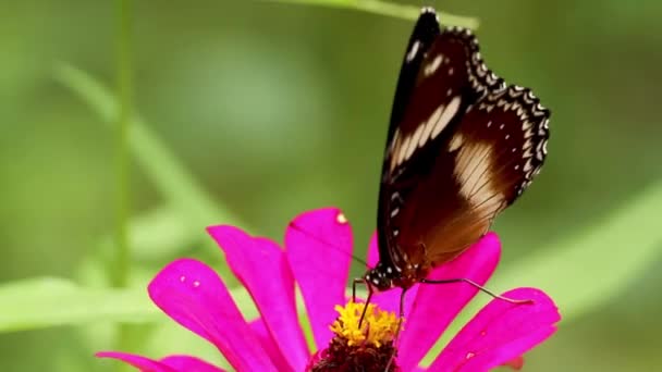 五彩斑斓的蝴蝶 由黑色 棕色和白色组合成 在红色的紫罗兰花上寻找蜂蜜 模糊的绿叶背景 — 图库视频影像