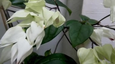 Kanayan kalp sarmaşığı çiçeğinin fildişinden beyaz taç yaprakları, kırmızı merkezi, yeşil yaprakları, beyaz arka planı vardır.