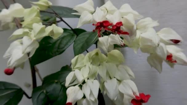 出血心臓のつる花には象牙の白い花弁 赤い中心 緑の葉 白い背景があります — ストック動画