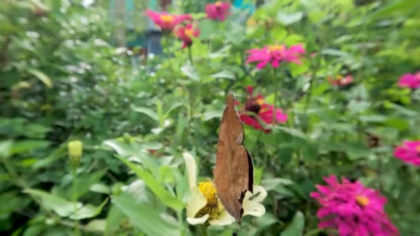Brązowy Motyl Szuka Miodu Białym Kwiecie Cynnii Zielonym Tle Liścia — Wideo stockowe