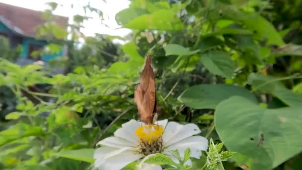 蝴蝶一种褐色的蝴蝶 在绿色的叶背上 白色的紫杉花上寻找蜂蜜 — 图库视频影像