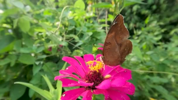 Kahverengi Bir Kelebek Pembe Bir Zinya Çiçeğinin Üzerinde Bal Arıyor — Stok video