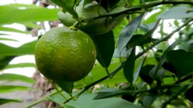 Ağaç dallarına asılmış yeşil meyveler, yeşil yapraklar.