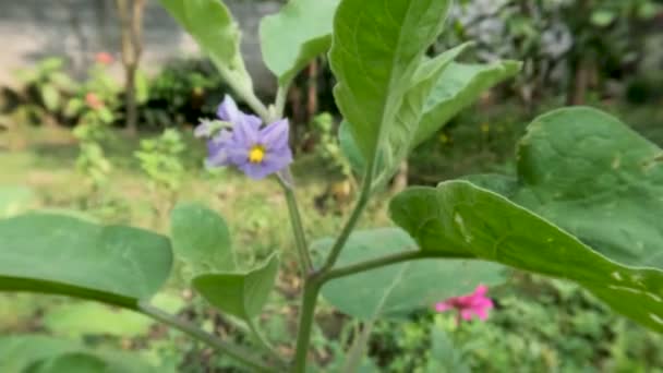 Fiore Carolina Horsenettle Petali Viola Centro Giallo Sfondo Verde Giardino — Video Stock