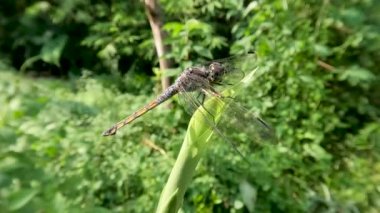 Yeşil yaprakların üzerine tünemiş yeşil ve kahverengi renkli bir yusufçuk.