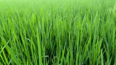 Genç pirinç bitkileri taze yeşildir, sıcak bir günde tarlalarda gelişir.