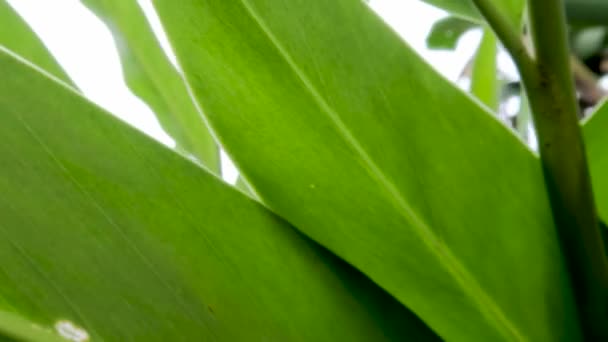 Grotere Galangal Grotere Plantenbladeren Met Zonlicht Achtergrond Tijdens Dag Kruiden — Stockvideo