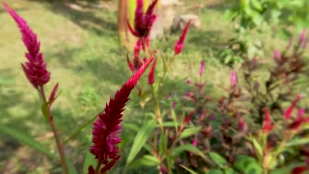 Les Fleurs Coxcomb Sont Rouges Pointues Les Feuilles Sont Vertes — Video